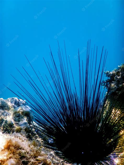 Premium Photo Common Long Spined Sea Urchin Diadema Antillarum