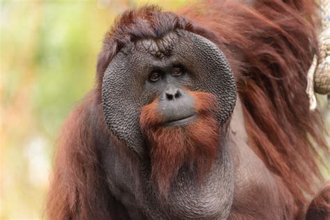 Male Bornean Orangutan Big Cheeks Eric Kilby Flickr
