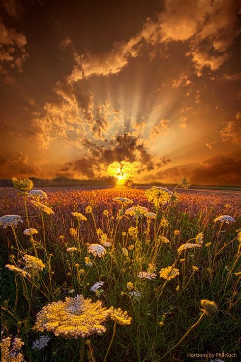 sunset in flower field ~ marvelous nature