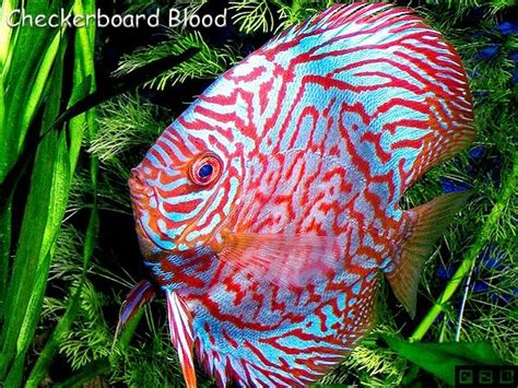 Imagens De Discus Fish Peixe Disco Acará Disco Symphysodon Discus