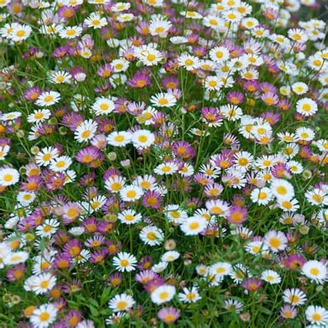 Erigeron Karvinskianus Profusion Plants Gardenwild Ltd