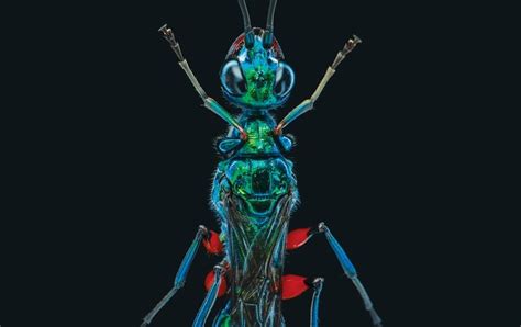 How A Wasp Turns Cockroaches Into Zombies Scientific American