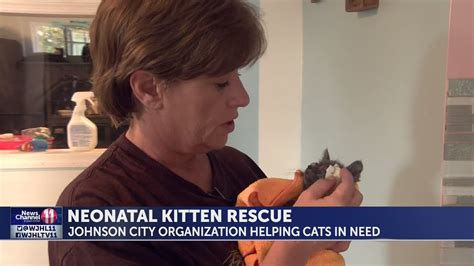 Neonatal Kitten Rescue Working To Save Most Vulnerable Of Unwanted