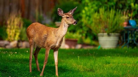 how to get rid of nuisance deer state farm® deer repellant deer resistant plants deer deterent