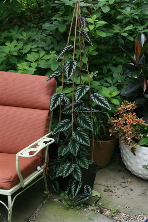 A Great Vine For Shady Containers Finegardening