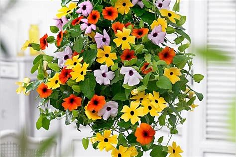 10 flowers for beautiful hanging baskets! Top 10 Beautiful Flowers Which Can Grow In A Hanging Basket