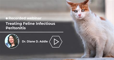 Treating Feline Infectious Peritonitis Biogal Academy