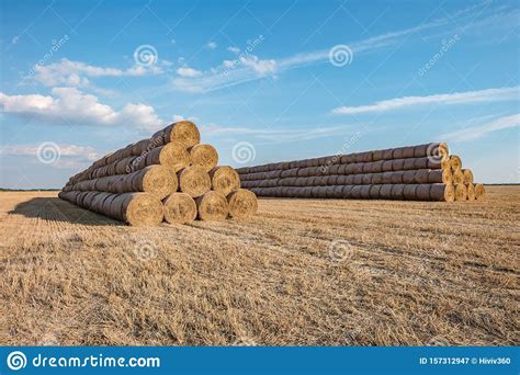 huge straw pile of hay roll bales on among harvested field cattle bedding stock image image