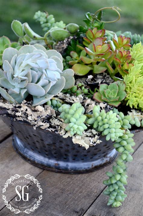 You can find specialty succulent soil almost anywhere, especially because succulents are so popular! HOW TO PLANT SUCCULENTS BEAUTIFULLY!