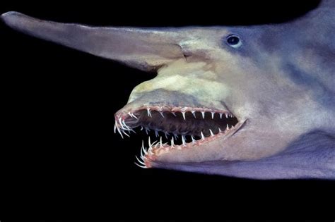 10 Deep Sea Creatures That Prove Deep Sea Is Scary As Hell