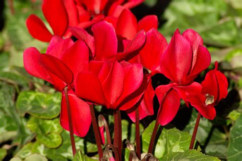 Free Images Flower Petal Red Botany Flora Flowers Cyclamen