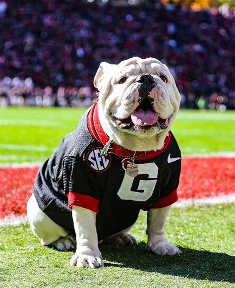 Pin By Regan Spinks On Georgia Bulldogs Georgia Bulldog Mascot