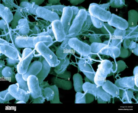 Salmonella Typhimurium Hi Res Stock Photography And Images Alamy
