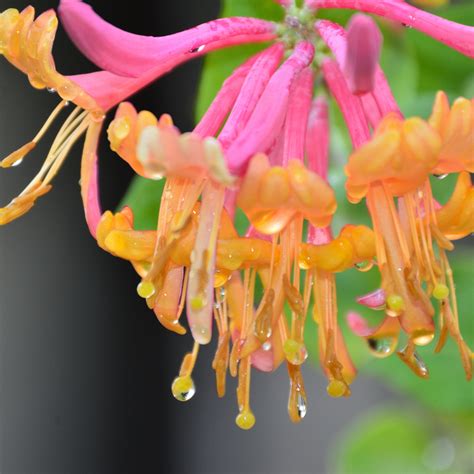 Nectar's unified communications performance management solution, nectar 10, provides nectar's unified communications management platform (ucmp) is revolutionizing the way in which enterprise. Crafters Choice™ Honeysuckle & Nectar Fragrance Oil 729 ...