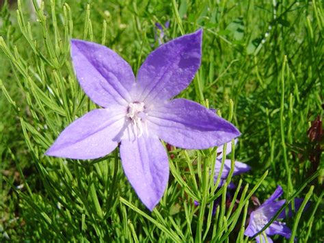 Below you'll find an alphabetical list of animals that start with t. Purple Star Flower : Photos, Diagrams & Topos : SummitPost
