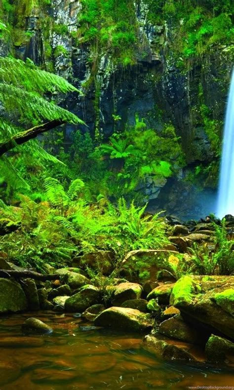 Amazon Rainforest Wallpapers Hd Download For Desktop
