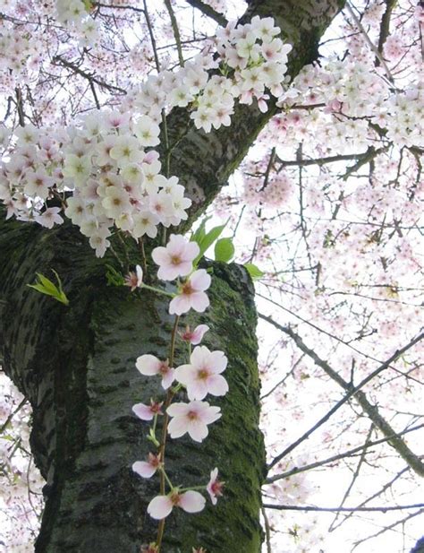 Sakura Flowers Japanese Cherry Blossoms Flowers