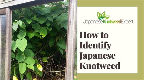 How To Identify Japanese Knotweed Japanese Knotweed Expert Ltd Youtube
