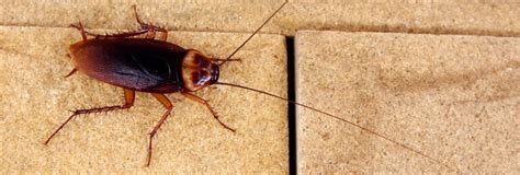 Modern pest services, a pest control provider for the entire state of massachusetts. Cockroach Control, Extermination RI MA - Lincoln Pest