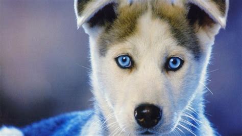Baby Huskies Wallpaper (79+ images)