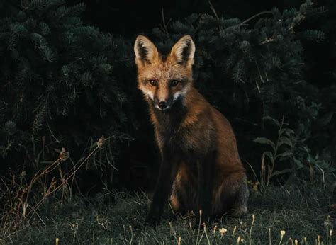Are Foxes Nocturnal Do Foxes Hunt At Night