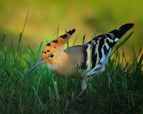 Top 25 Wild Bird Photographs Of The Week 74 National Geographic Blog