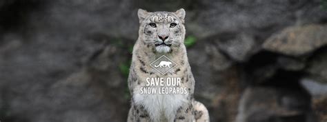 Save Our Snow Leopard Wwf India