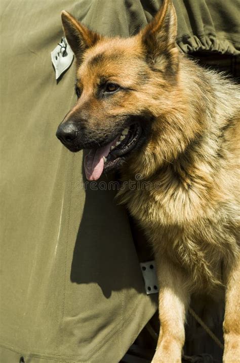 Military Dog German Shepherd Stock Image Image Of Military Special