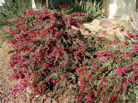 Desert cactus desert plants desert pictures cactus flower cactus cactus dish garden cactus y suculentas cacti and succulents air plants. 13 Flowers for the Southwest Desert ~ Bless My Weeds