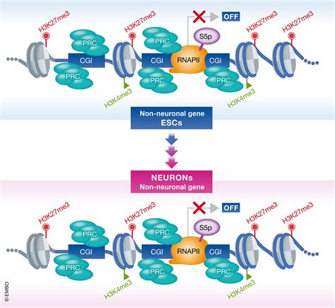 Ready, Set…Poised!: Polycomb target genes are bound by poised RNA polymerase II throughout 