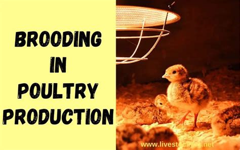 Brooding In Poultry Definition Types And How To Brood