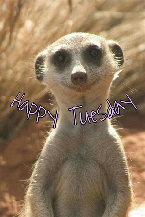 You will find the thoughts of people from all different backgrounds represented in these. Happy Tuesday | Tuesday humor, Happy tuesday pictures ...