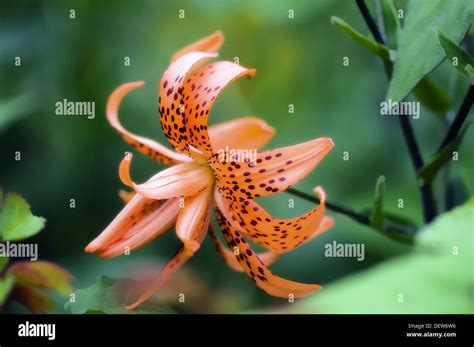 Double Flowering Tiger Lily Lilium Lancifolium Thunberg ´flore Pleno