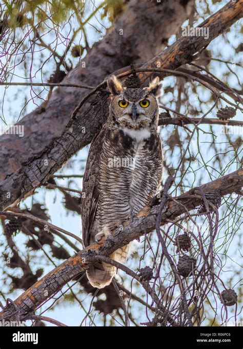 Great Horned Owl Bubo Virginianus Arizona Stock Photo Alamy