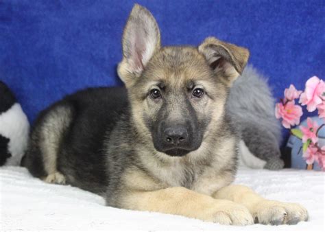 German Shepherd Puppies For Sale Long Island Puppies
