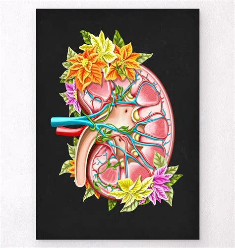 Kidney And Liver Anatomy Art Codex Anatomicus