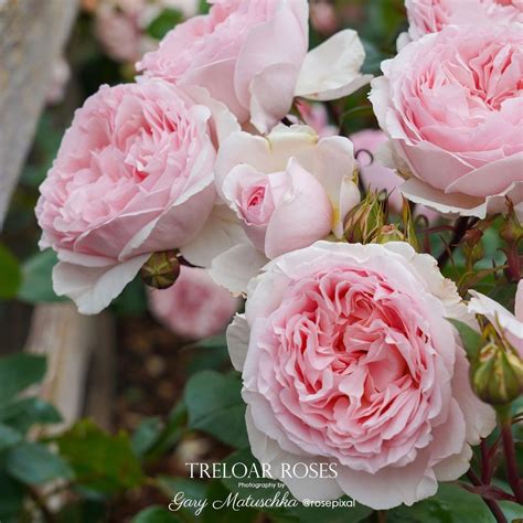 Treloar Roses Australia On Instagram Fairytale Magic 5 Star Health