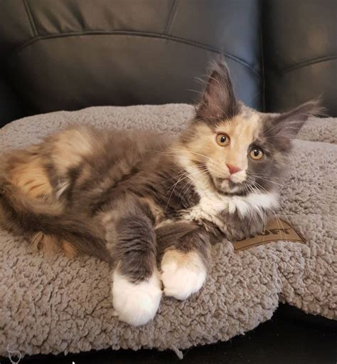 Augustine that breeds kittens until 12 weeks of age and then offers them up for sale. Pin on Maine Coon Cat