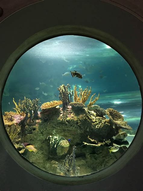 Reasons To Visit The Odysea Aquarium In Scottsdale Arizona The