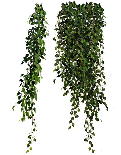 Cutout Plant Hanging Ivy Arboles Png Arboles En Planta Png Plantas
