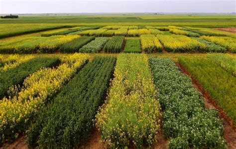 Diversifying Crop Rotation Improves Agroecosystem Robustness Agronomy