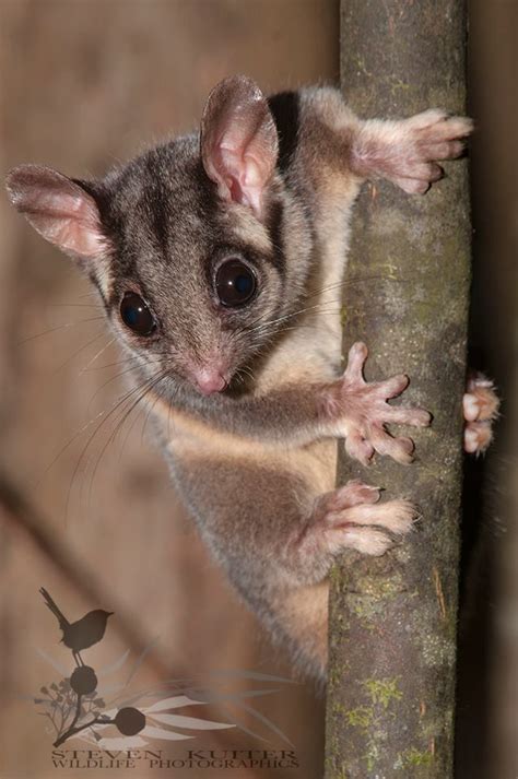 Small Australian Mammals - Pets Lovers