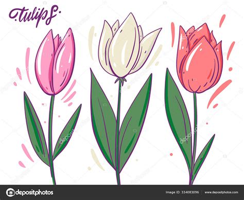 White And Pink Tulips Hand Drawn Vector Illustration Cartoon Style