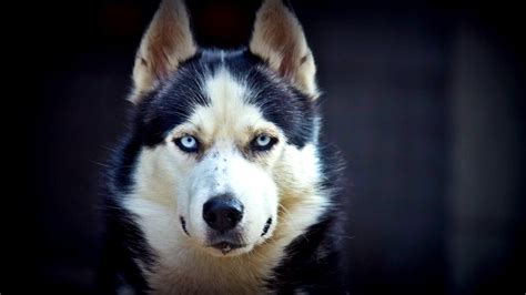 Browsercam offers you siberian husky dogs wallpapers for pc (laptop) download for free. Siberian Husky HD Wallpapers