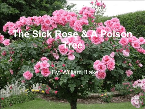 The Sick Rose And A Poison Tree