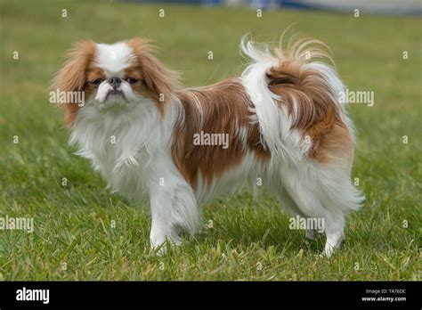 Japanese Chin Dog Stock Photo Alamy