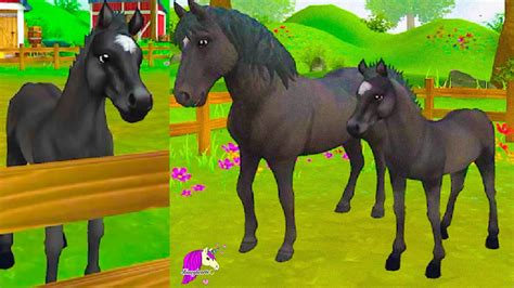 foal training star stable  curly horse app video youtube