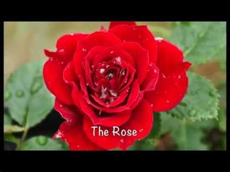 With lyrics ecards on rose month. The Rose - by Bette Midler + lyrics + pictures - YouTube