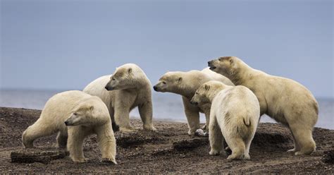 Theres No Fact Based Case To Drill In Arctic National Wildlife Refuge