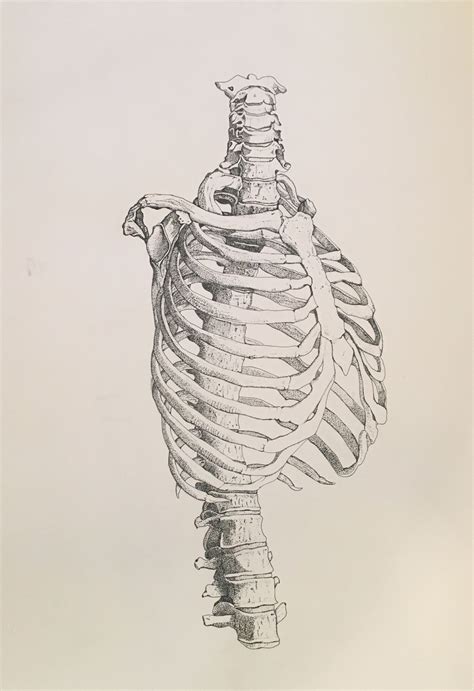 Here presented 50+ rib cage drawing images for free to download, print or share. Rib Cage and Spine, Pen, 2017 | Rib cage drawing, Art, Artwork